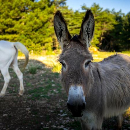 A Ventoux Yourte Monieux Exteriér fotografie