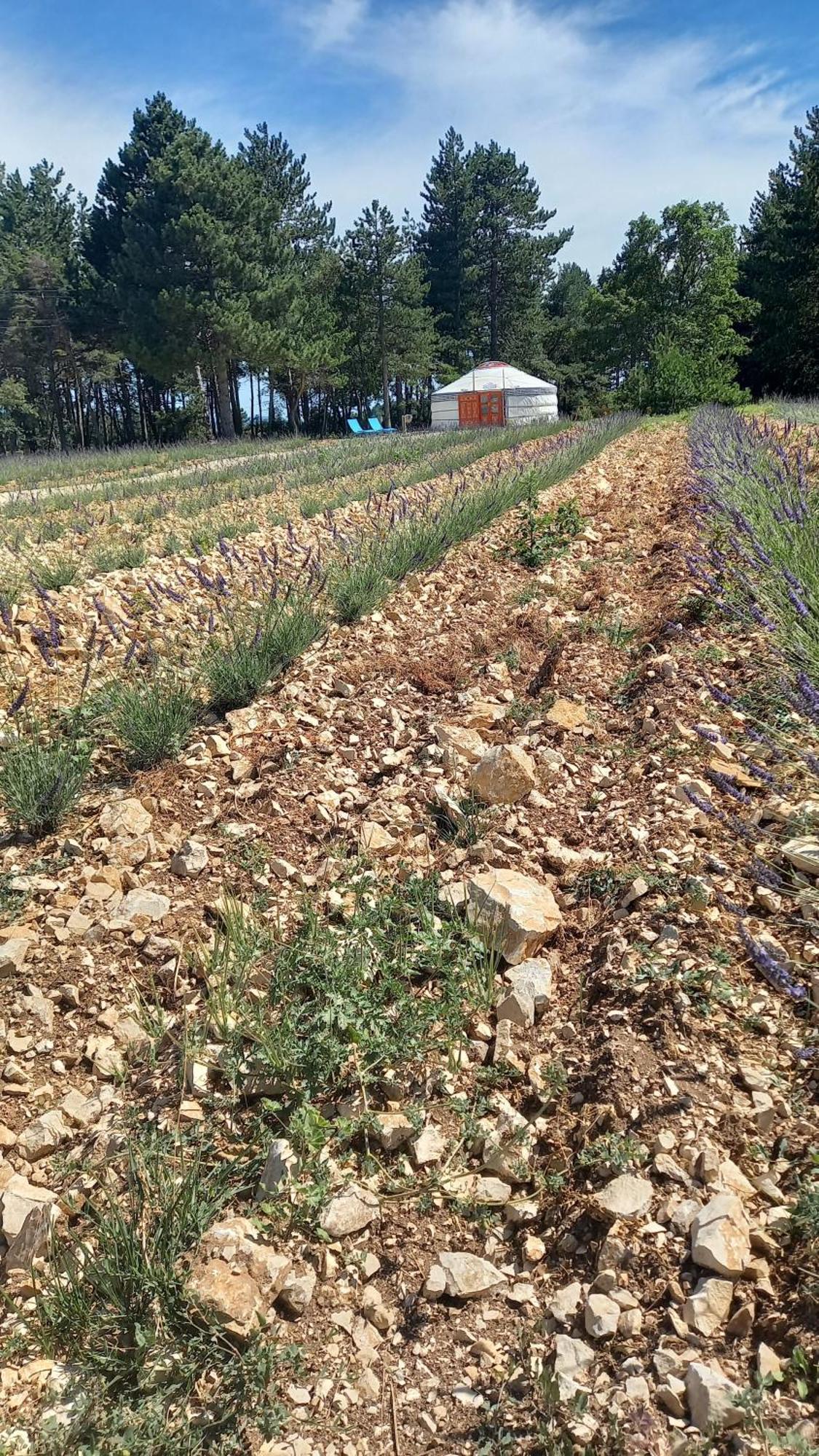 A Ventoux Yourte Monieux Exteriér fotografie
